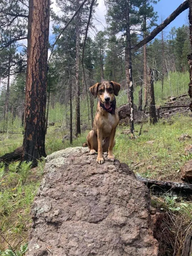 Canine enrichment
