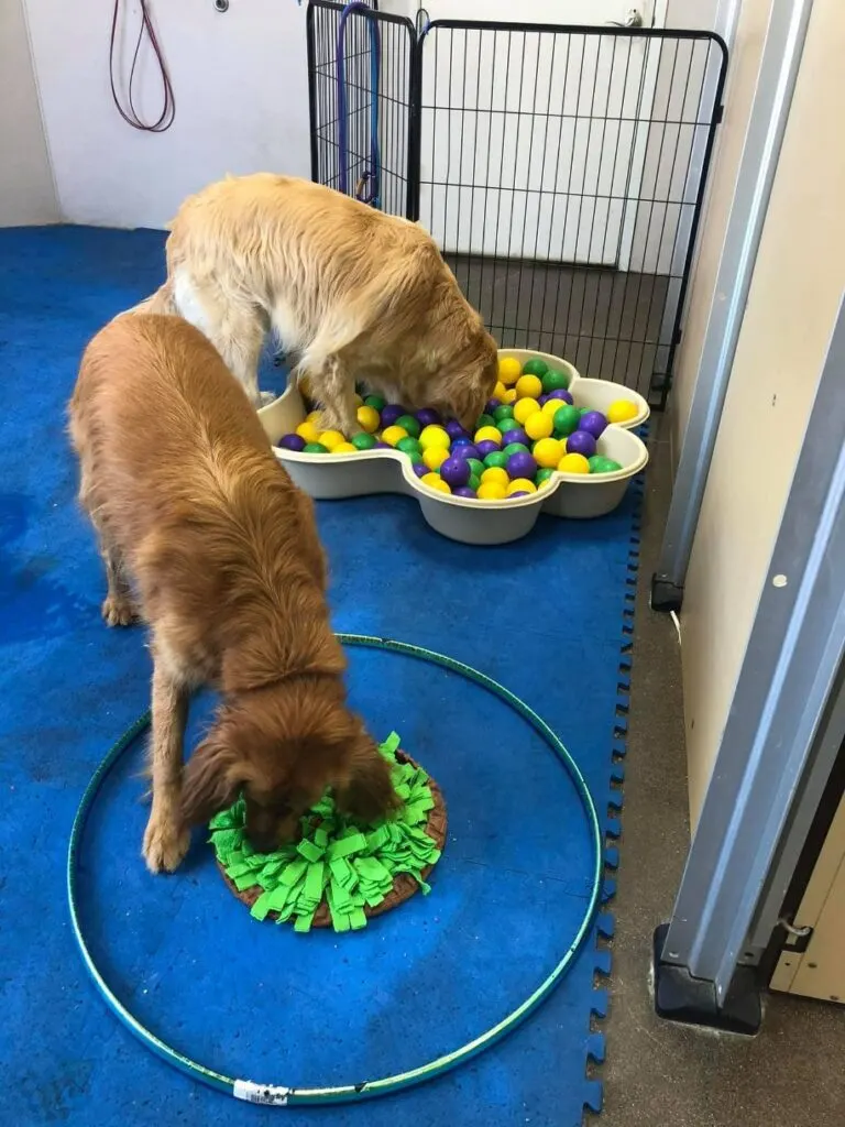Canine enrichment