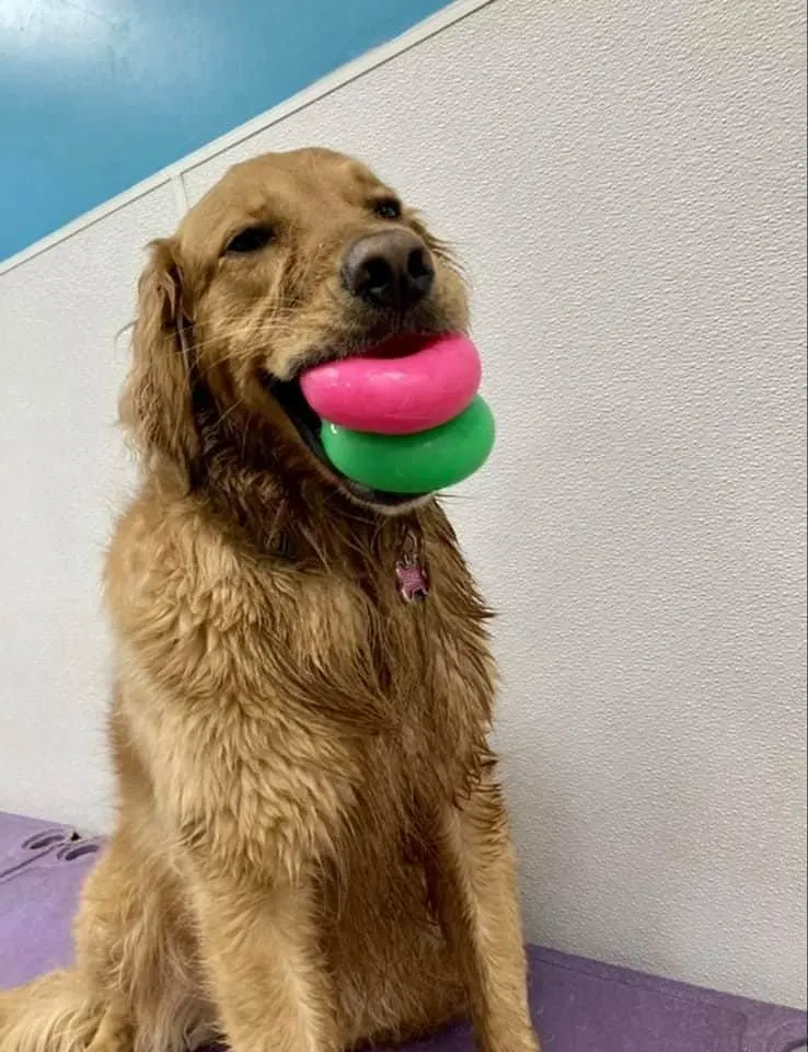 Canine enrichment