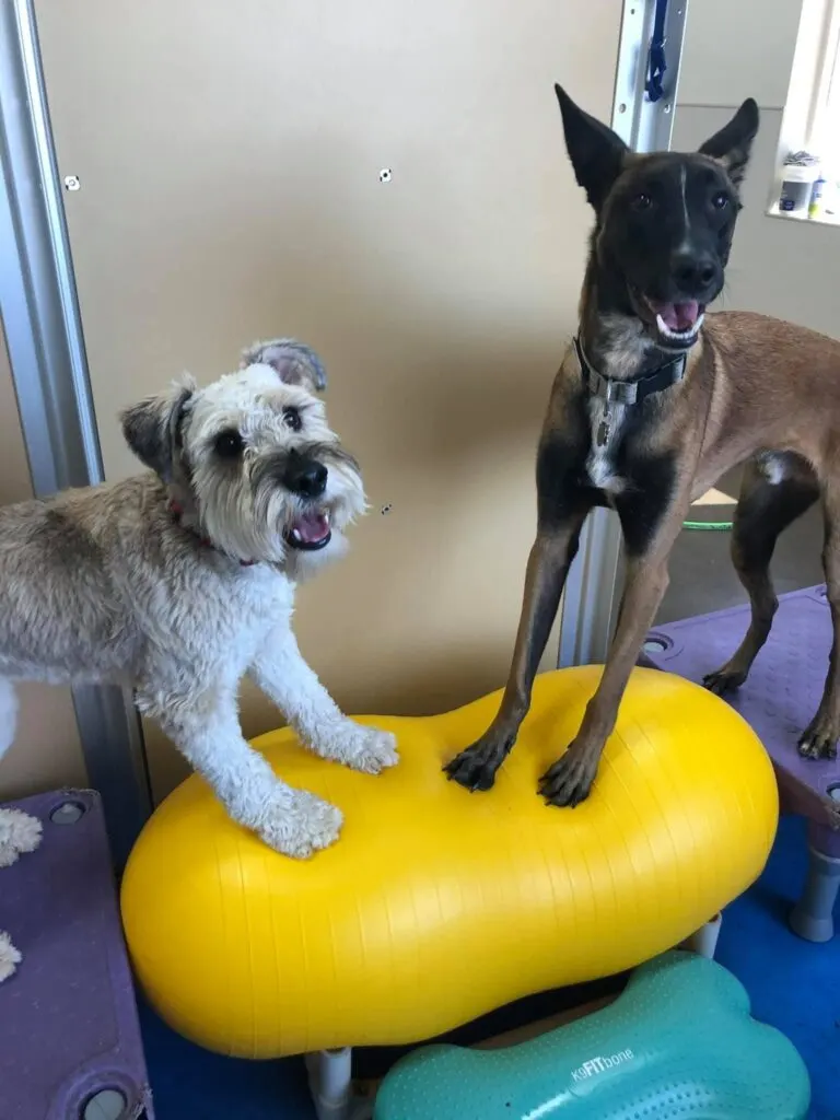Canine enrichment