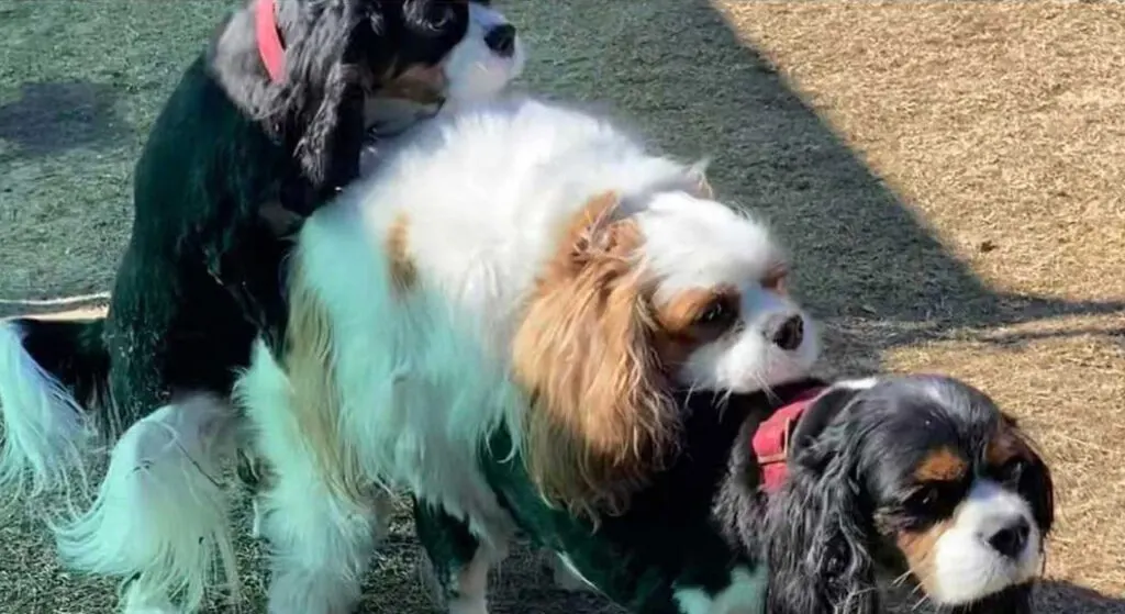 Dog Humping
