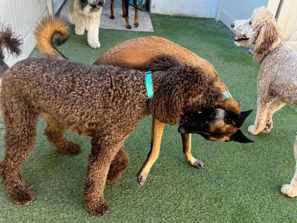 Dog Humping