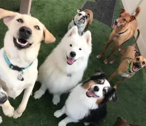 BENEFITS OF DOGGY DAYCARE