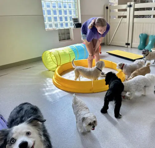 Staff member playing with dogs around a yellow kiddie pool and tunnel indoors