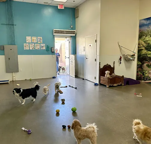 Dogs playing together in the indoor teal playroom with toys scattered on the floor