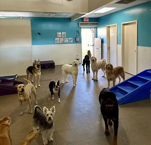 Several dogs playing in the indoor teal-walled playroom as a staff member supervises