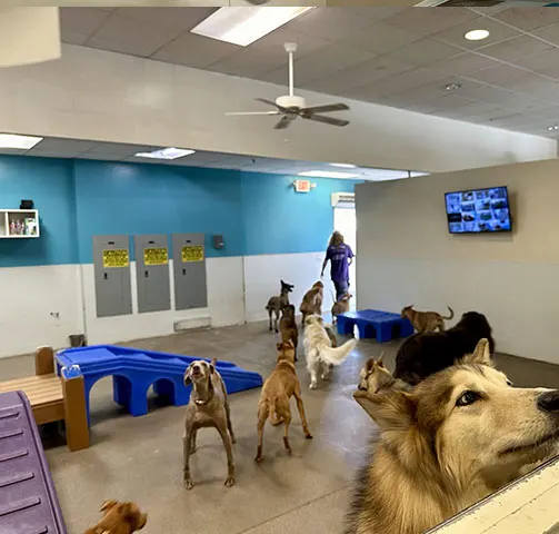 Dogs playing in the indoor playroom with a security camera monitor mounted on the wall