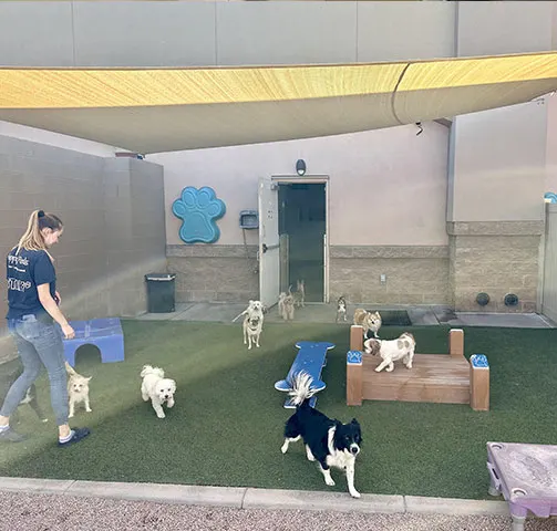Staff member playing with a group of dogs on the turf yard under a yellow shade sail