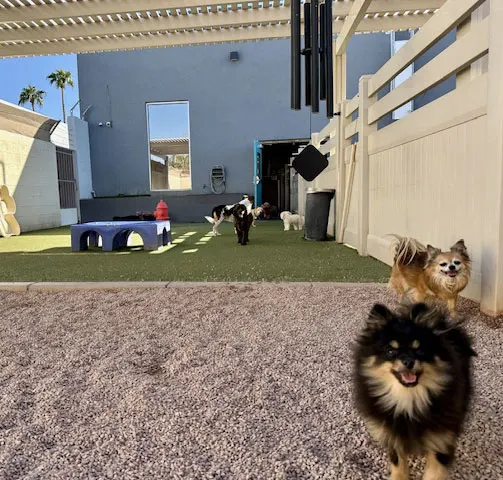 Two small Pomeranian dogs in the foreground of the outdoor play yard with other dogs