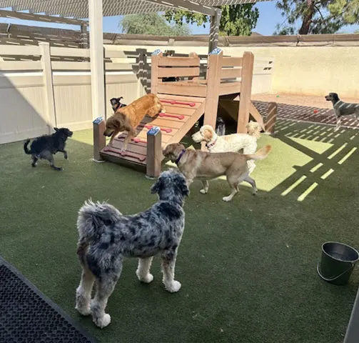 Dogs playing around a wooden ramp structure in the outdoor turf play yard