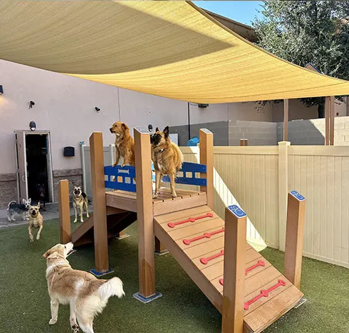 Dogs playing on a wooden ramp play structure in the shaded outdoor yard