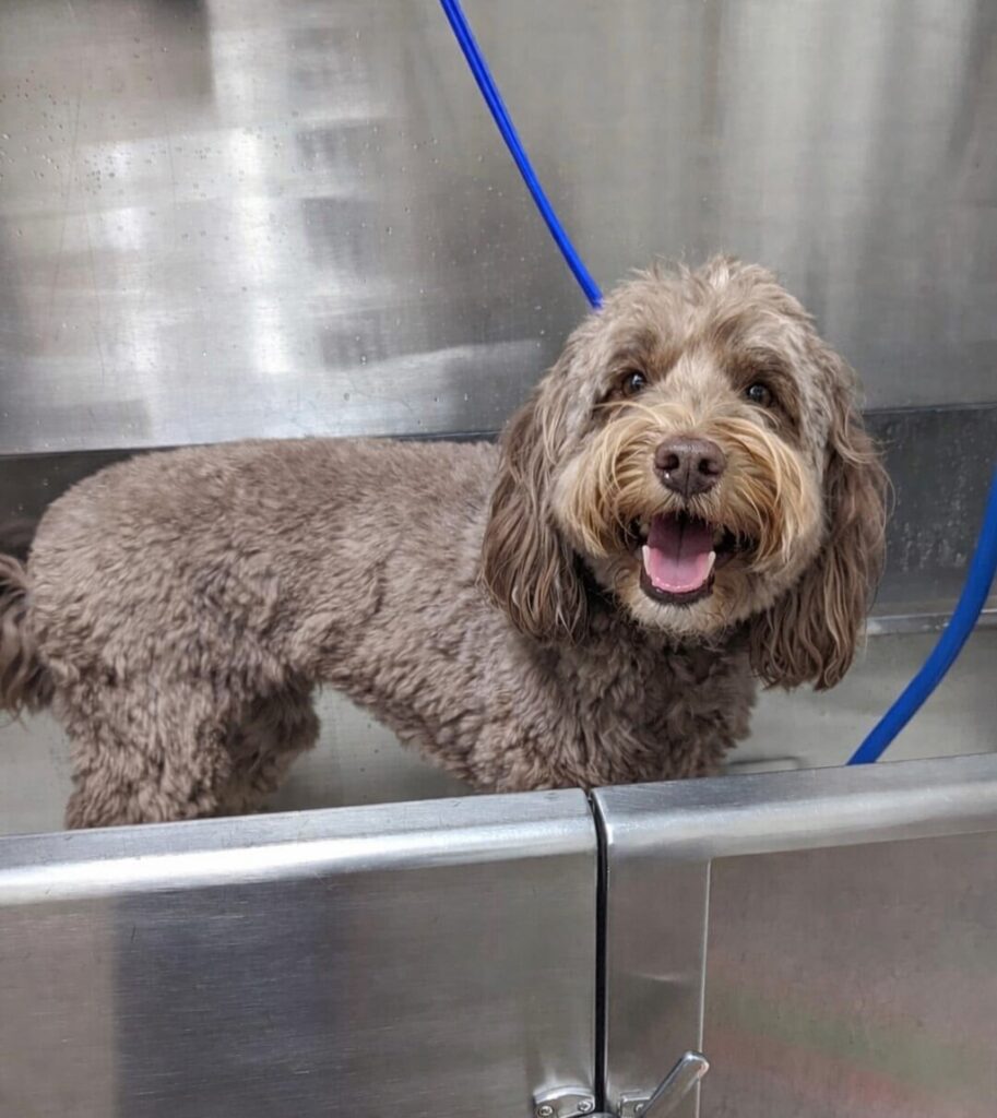 Happy Doodle in Bath