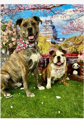Two dogs in bandanas photographed against a cherry blossom backdrop