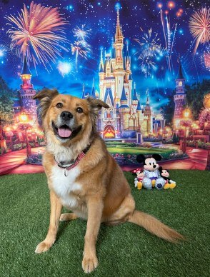 Dog photographed against a fireworks and castle backdrop at Happy Pets Portrait Studio